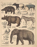 Ilustracje do Ogólnej Historii Naturalnej Oken dla wszystkich klas Pl137 - Lorenz Oken — widok dzieła