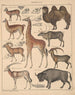 Ilustracje do Ogólnej Historii Naturalnej Oken dla wszystkich klas Pl138 - Lorenz Oken — widok dzieła