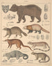 Ilustracji do Ogólnej Historii Naturalnej Oken dla wszystkich klas Pl141 - Lorenz Oken — widok dzieła