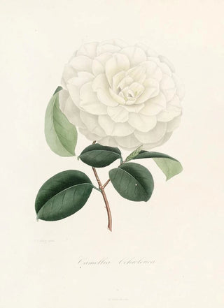 Lorenzo Berlse - Iconographie du genre Camellia Pl005.webp