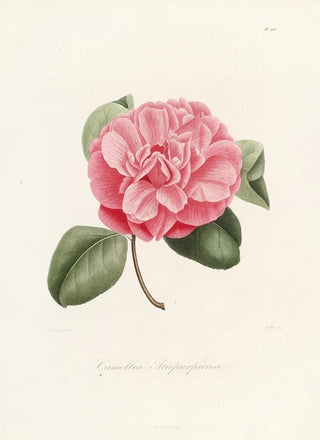 Lorenzo Berlse - Iconographie du genre Camellia Pl006.webp