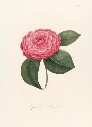 Lorenzo Berlse - Iconographie du genre Camellia Pl009.webp