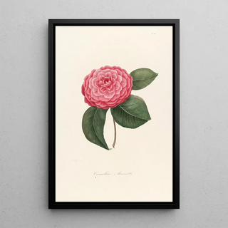 Lorenzo Berlse - Iconographie du genre Camellia Pl009.webp