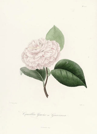 Lorenzo Berlse - Iconographie du genre Camellia Pl022.webp