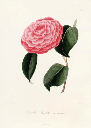 Lorenzo Berlse - Iconographie du genre Camellia Pl023.webp