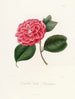 ikonografii gatunku Camellia Pl024 - Lorenzo Bartolini — widok dzieła