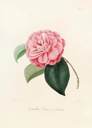 Lorenzo Berlse - Iconographie du genre Camellia Pl025.webp