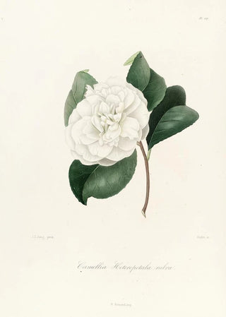 Lorenzo Berlse - Iconographie du genre Camellia Pl027.webp