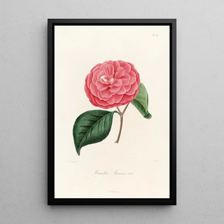 Lorenzo Berlse - Iconographie du genre Camellia Pl035.webp