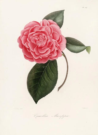 Lorenzo Berlse - Iconographie du genre Camellia Pl064.webp