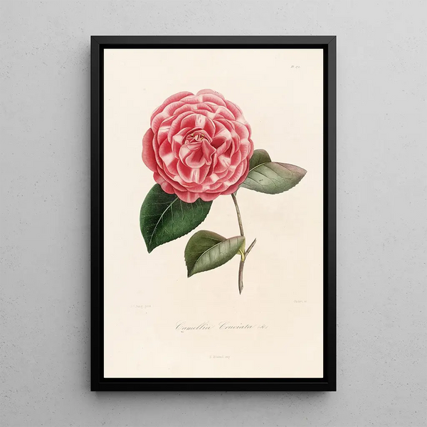 Lorenzo Berlse - Iconographie du genre Camellia Pl072.webp