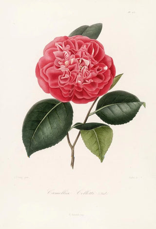 Lorenzo Berlse - Iconographie du genre Camellia Pl075.webp
