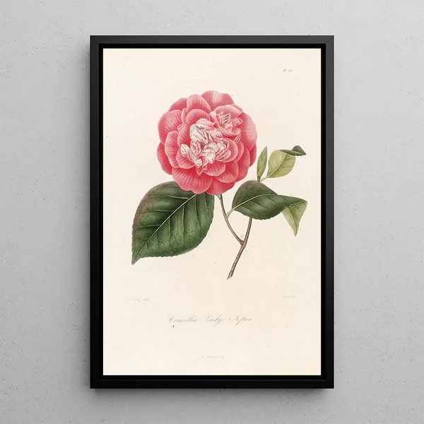 Lorenzo Berlse - Iconographie du genre Camellia Pl076.webp