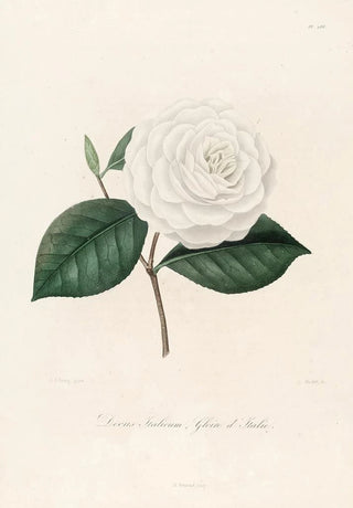 Lorenzo Berlse - Iconographie du genre Camellia Pl088.webp