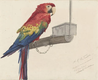 Papuga - Louis-Charles Bombled — widok dzieła