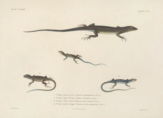 LouisIsidore Duperrey - Voyage autour du monde Pl004.webp