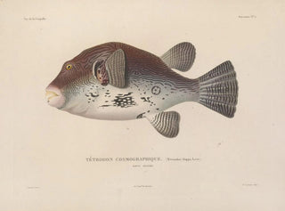 LouisIsidore Duperrey - Voyage autour du monde Pl012.webp