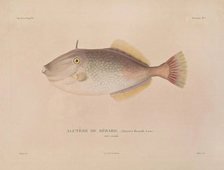 LouisIsidore Duperrey - Voyage autour du monde Pl014.webp