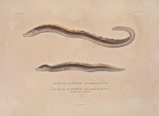 LouisIsidore Duperrey - Voyage autour du monde Pl018.webp