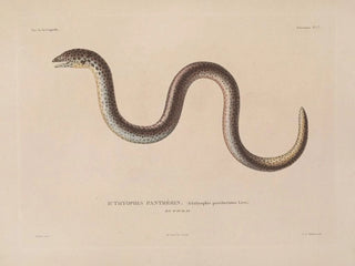 LouisIsidore Duperrey - Voyage autour du monde Pl020.webp