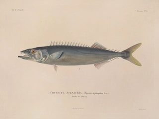 LouisIsidore Duperrey - Voyage autour du monde Pl022.webp