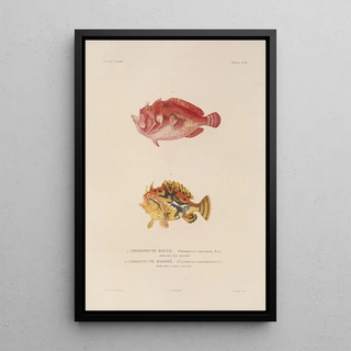 LouisIsidore Duperrey - Voyage autour du monde Pl023.webp