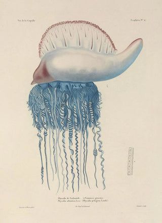 LouisIsidore Duperrey - Voyage autour du monde Pl091.webp