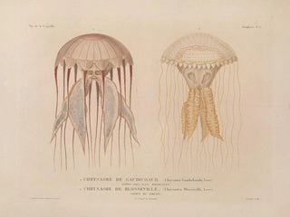 LouisIsidore Duperrey - Voyage autour du monde Pl100.webp
