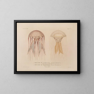LouisIsidore Duperrey - Voyage autour du monde Pl100.webp