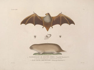LouisIsidore Duperrey - Voyage autour du monde Pl105.webp