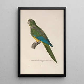 LouisIsidore Duperrey - Voyage autour du monde Pl141.webp