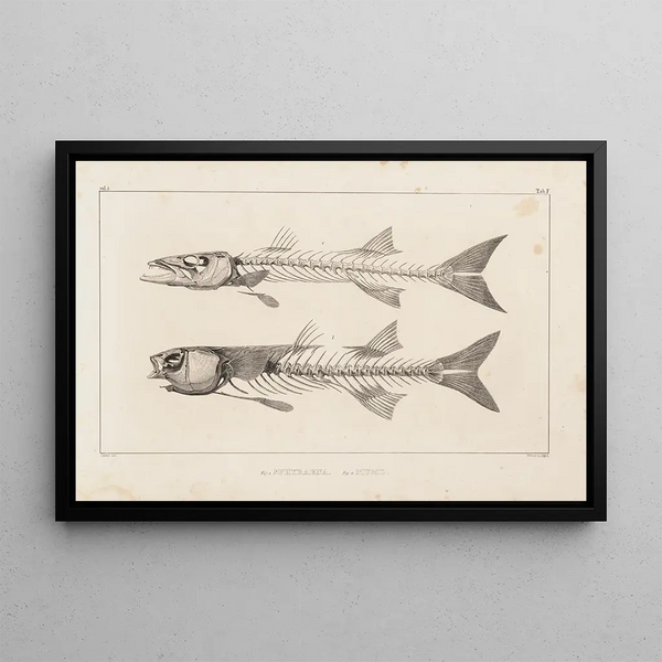 Recherches sur les poissons fossiles Pl007 - Louis Agassiz — oprawiony obraz na ścianie
