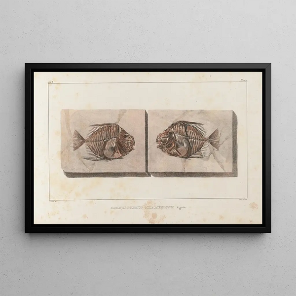 Louis Agassiz - Recherches sur les poissons fossiles Pl016.webp