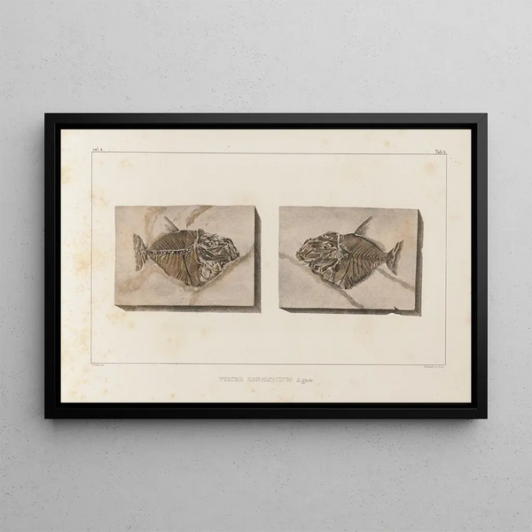 Recherches sur les poissons fossiles Pl018 - Louis Agassiz — oprawiony obraz na ścianie