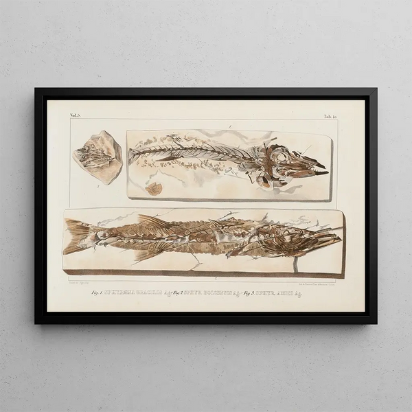 Recherches sur les poissons fossiles Pl023 - Louis Agassiz — oprawiony obraz na ścianie