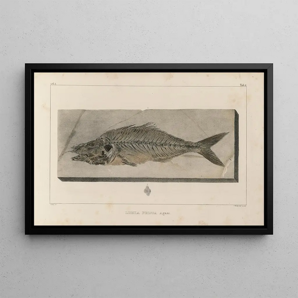 Recherches sur les poissons fossiles Pl024 - Louis Agassiz — oprawiony obraz na ścianie
