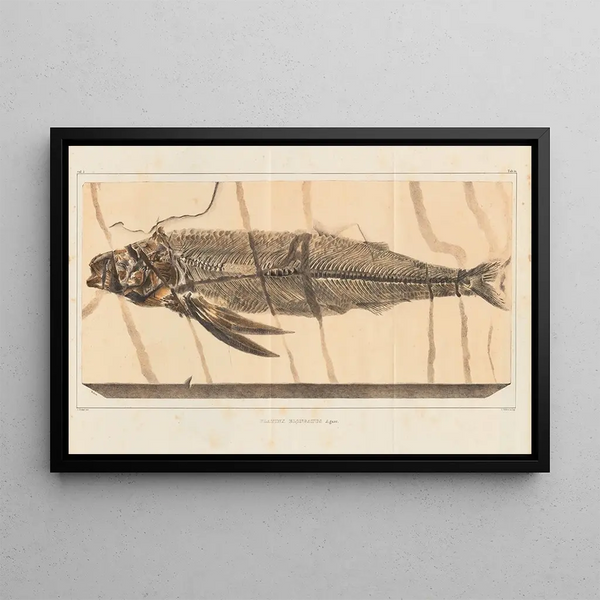 Recherches sur les poissons fossiles Pl028 - Louis Agassiz — oprawiony obraz na ścianie