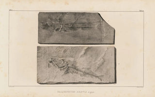 Louis Agassiz - Recherches sur les poissons fossiles Pl034.webp