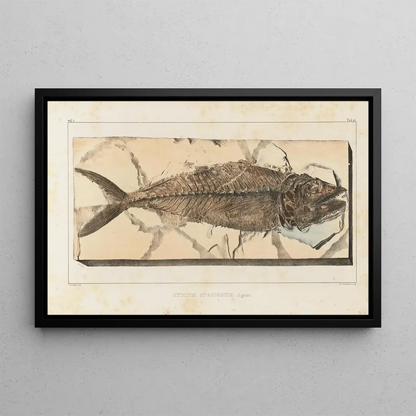 Recherches sur les poissons fossiles Pl040 - Louis Agassiz — oprawiony obraz na ścianie