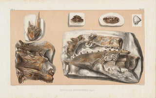 Louis Agassiz - Recherches sur les poissons fossiles Pl041.webp