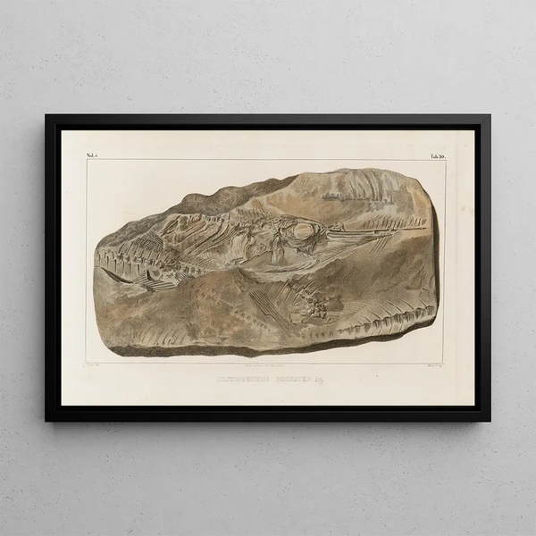 Louis Agassiz - Recherches sur les poissons fossiles Pl048.webp