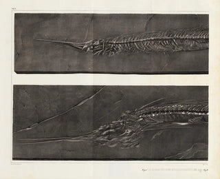 Louis Agassiz - Recherches sur les poissons fossiles Pl053.webp
