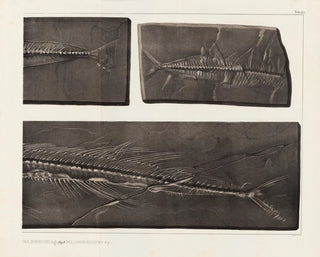 Louis Agassiz - Recherches sur les poissons fossiles Pl054.webp