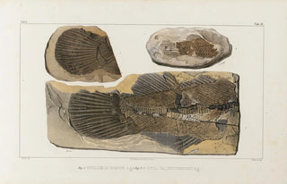 Louis Agassiz - Recherches sur les poissons fossiles Pl077.webp