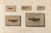 Recherches sur les poissons fossiles Pl081 - Louis Agassiz — widok dzieła