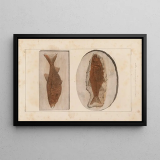 Louis Agassiz - Recherches sur les poissons fossiles Pl082.webp