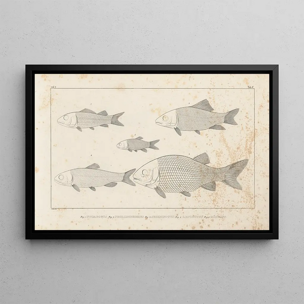 Recherches sur les poissons fossiles Pl095 - Louis Agassiz — oprawiony obraz na ścianie