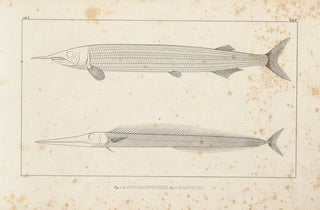 Louis Agassiz - Recherches sur les poissons fossiles Pl098.webp