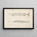Recherches sur les poissons fossiles Pl098 - Louis Agassiz — oprawiony obraz na ścianie