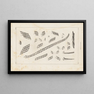 Louis Agassiz - Recherches sur les poissons fossiles Pl104.webp